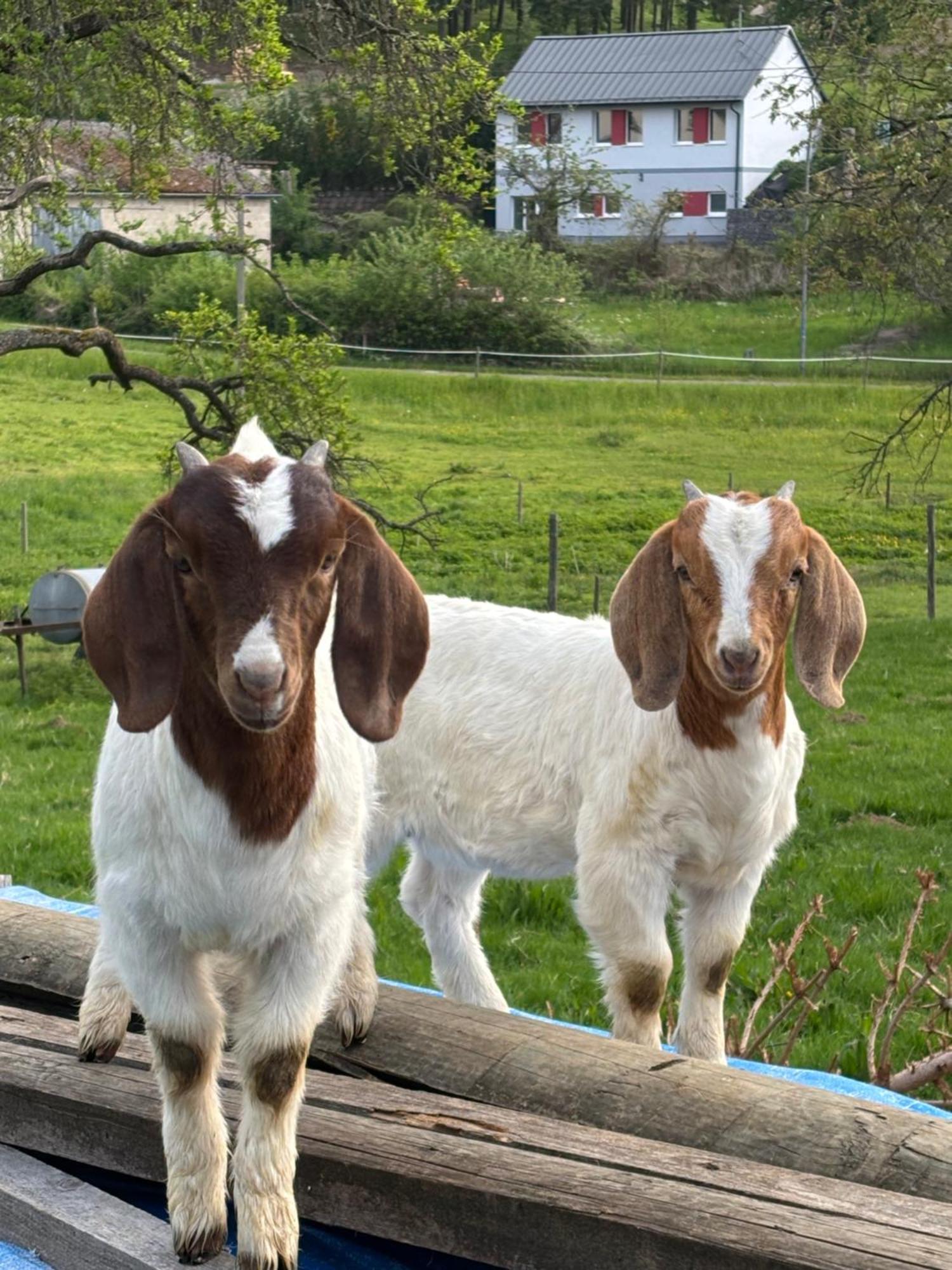 Ferienwohnung Zur Scheune Lind  Buitenkant foto